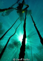 sun and kelp by Geoff Spiby 